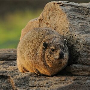 comp Namibia 09 08553