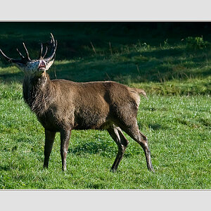 Hirsch 190909 5328