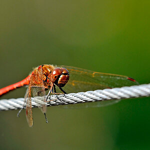 Blutrote Heidelibelle