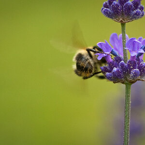 Biene Lavendel