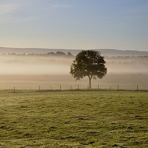 nffogtree