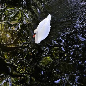 Schwan