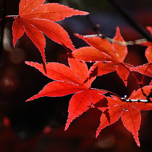 Rot 01