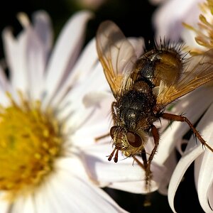 DSC9749 hsw