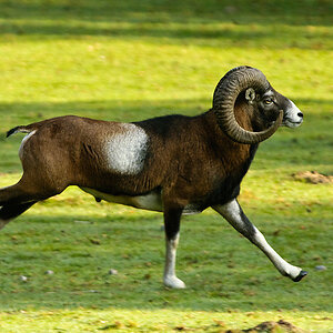 20090926 3145 [NIKON D2Xs]   500 mm  1 500 Sek. bei ƒ   4,8
