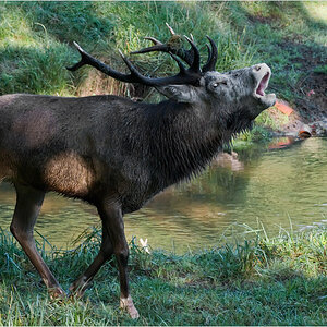 Hirschbrunft 190909 5530Rkla