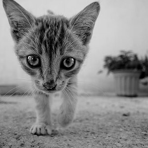 Katze in Folégandros