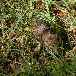 Ratte