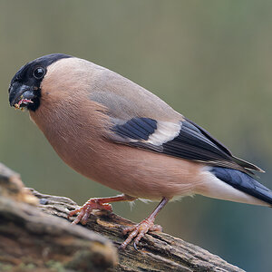 N3248026nikon - Kopie.jpg