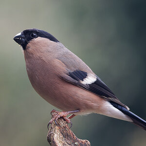 N3248047nikon - Kopie.jpg