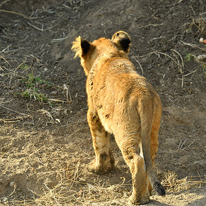 _5RG7801_20180722_165714_1857Masai Mara 2018-1200.jpg