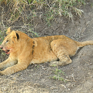 _5RG7807_20180722_165725_1858Masai Mara 2018-1200.jpg