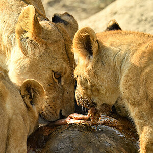 _5RG7836_20180722_170132_1859Masai Mara 2018-1200.jpg