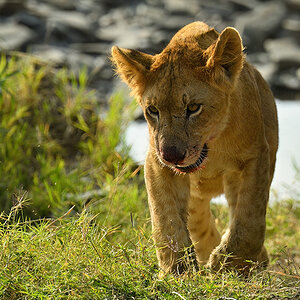 _5RG7895_20180722_170457_1862Masai Mara 2018-1200.jpg