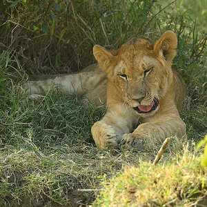 _5RG7948_20180722_170731_1864Masai Mara 2018-1200.jpg