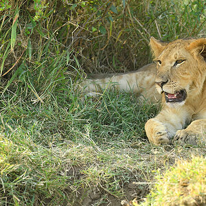 _5RG7962_20180722_170801_1866Masai Mara 2018-1200.jpg