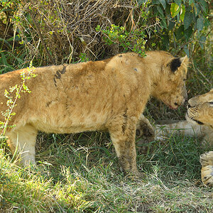 _5RG8007_20180722_170839_1868Masai Mara 2018-1200.jpg
