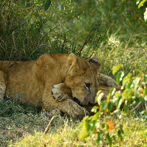 _5RG8039_20180722_170859_1869Masai Mara 2018-1200.jpg