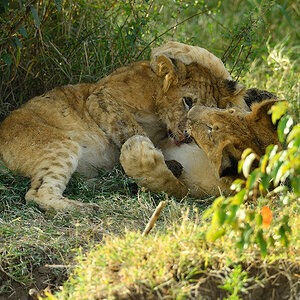 _5RG8066_20180722_170928_1870Masai Mara 20181200.jpg