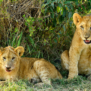 _5RG8129_20180722_171011_1871Masai Mara 2018-1200.jpg