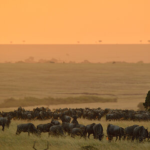_5RG9174_20180722_182654_1947Masai Mara 2018-1200.jpg