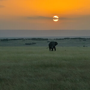 _85R0942_20180722_183753_1225Masai Mara 2018-1200.jpg