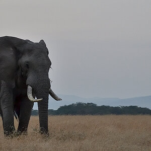 _85R0943_20180723_063924_2489Masai Mara 2018_3160Masai Mara 2018-1200.jpg