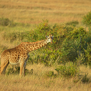 _5RG9248_20180723_074601_2519Masai Mara 2018_3113Masai Mara 2018-1200.jpg