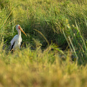 _5RG9252_20180723_080045_2520Masai Mara 2018_3114Masai Mara 2018-1200.jpg