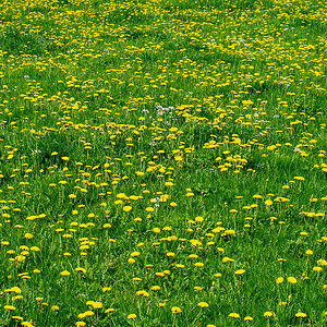 Löwenzahn_PA070297_12.jpg