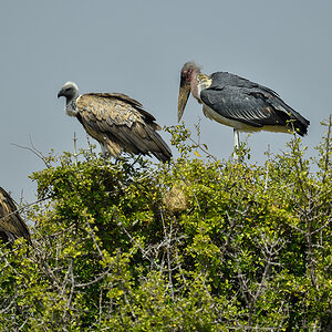 _5RG9432_20180723_105712_2536Masai Mara 2018_3130Masai Mara 2018-1200.jpg
