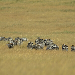 _5RG9446_20180723_112238_2538Masai Mara 2018_3132Masai Mara 2018-1200.jpg