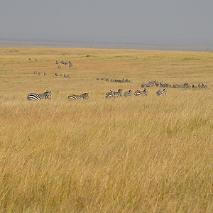 _85R0972_20180723_112117_2492Masai Mara 2018_3163Masai Mara 2018-1200.jpg