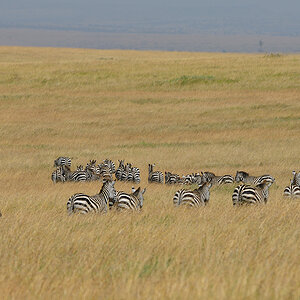 _85R0982_20180723_112231_2493Masai Mara 2018_3164Masai Mara 2018-1200.jpg
