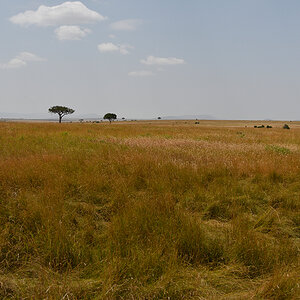 _R055432_20180723_120736_2453Masai Mara 2018_3195Masai Mara 2018-1200.jpg