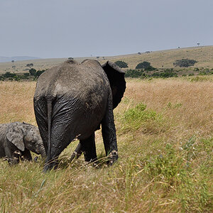 _R055469_20180723_125645_2457Masai Mara 2018_3199Masai Mara 2018-1200.jpg