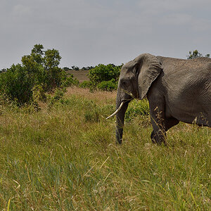 _R055472_20180723_125735_2459Masai Mara 2018_3201Masai Mara 2018-1200.jpg