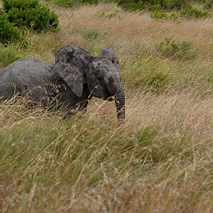 _R055485_20180723_130024_2460Masai Mara 2018_3202Masai Mara 2018-1200.jpg
