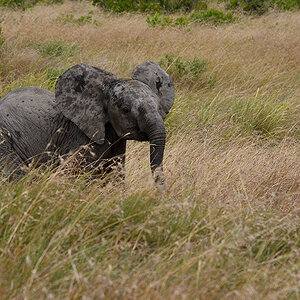 _R055488_20180723_130025_2462Masai Mara 2018_3204Masai Mara 2018-1200.jpg