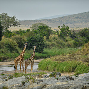 _5RG9519_20180723_131813_2546Masai Mara 2018_3140Masai Mara 2018-1200.jpg