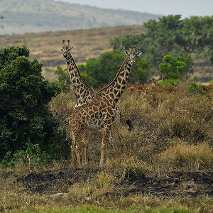 _5RG9521_20180723_131827_2547Masai Mara 2018_3141Masai Mara 2018-1200.jpg