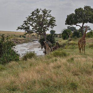 _R055537_20180723_131531_2471Masai Mara 2018_3213Masai Mara 2018-1200.jpg