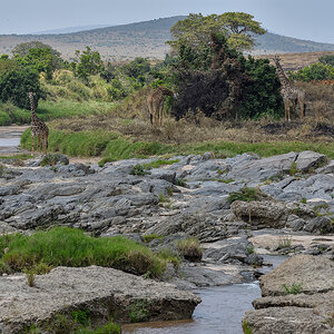 _R055559_20180723_132320_2472Masai Mara 2018_3214Masai Mara 2018-1200.jpg