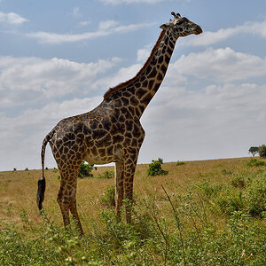 _R055567_20180723_135932_2473Masai Mara 2018_3215Masai Mara 2018-1200.jpg