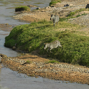 _5RG9625_20180723_163513_2553Masai Mara 2018_3147Masai Mara 2018-1200.jpg