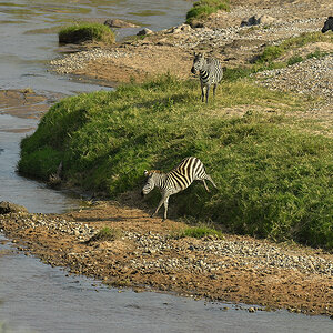 _5RG9626_20180723_163513_2554Masai Mara 2018_3148Masai Mara 2018-1200.jpg