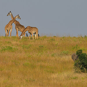 _85R1341_20180723_165248_2513Masai Mara 2018_3184Masai Mara 2018-1200.jpg