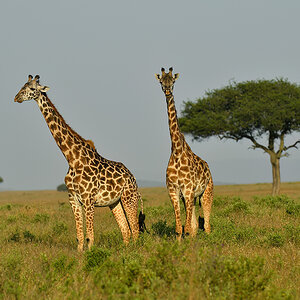 _5RG9635_20180723_174015_2557Masai Mara 2018_3151Masai Mara 2018-1200.jpg