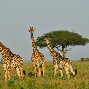 _5RG9650_20180723_174031_2558Masai Mara 2018_3152Masai Mara 2018-1200.jpg