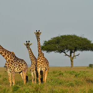 _5RG9680_20180723_174347_2559Masai Mara 2018_3153Masai Mara 2018-1200.jpg